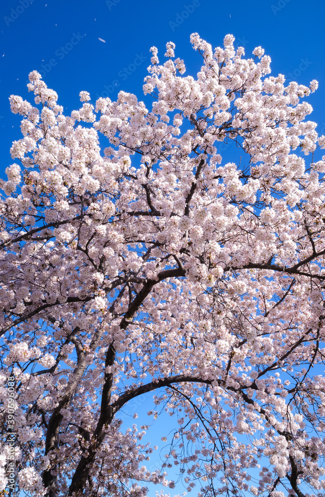 Cherry Blossom Festival