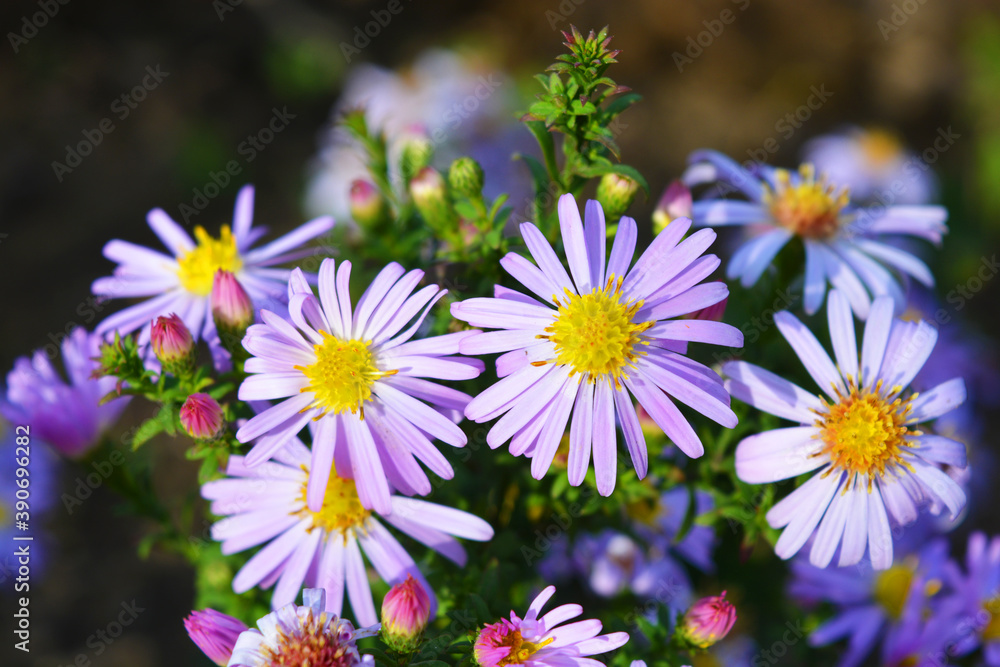 Delicate purple and pink flowers of septenchins illuminated by the autumn sun. Unusual flowers with a bright structure grow in a low round bush. Delicate purple and pink flowers of septenchins illuminated by the autumn sun. Unusual flowers with a bright structure grow in a low round bush.