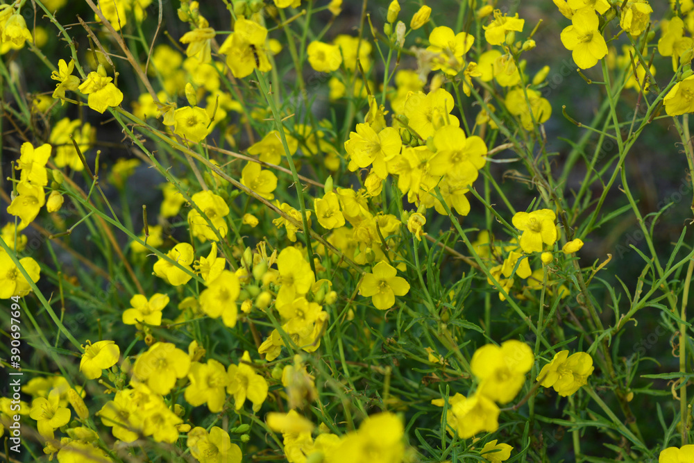 A dangerous plant, wild weeds - caustic buttercup (night blindness) with small yellow flowers illuminated by the sun. This is a killer grass, dangerous plants growing on the territory of Ukraine. A dangerous plant, wild weeds - caustic buttercup (night blindness) with small yellow flowers illuminated by the sun. This is a killer grass, dangerous plants growing on the territory of Ukraine.
