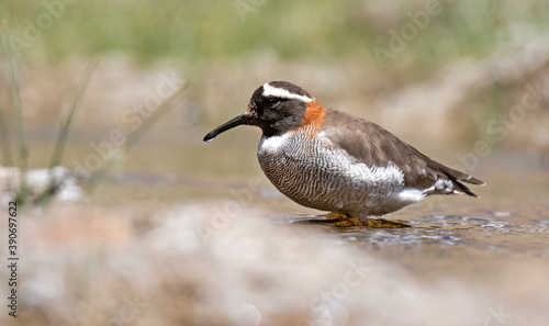 Diademed Sandpiper-plover, Phegornis mitchellii