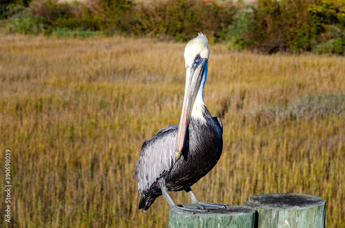 Eastern Brown Pelican photo