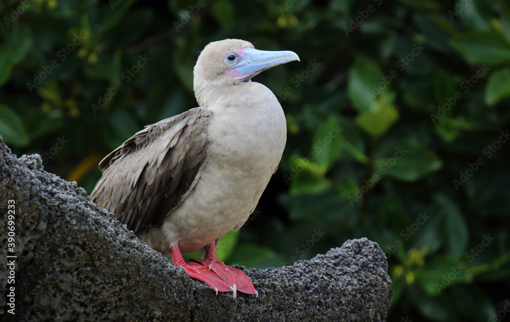 Red-footed Booby, Sula sula websteri