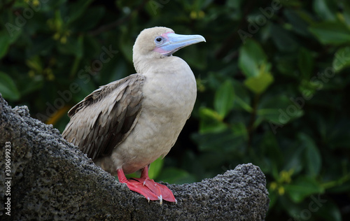 Obraz na płótnie Red-footed Booby, Sula sula websteri w salonie