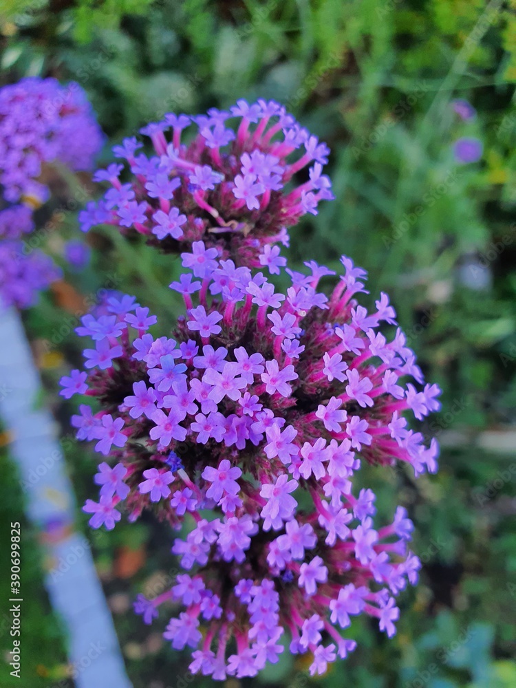 Obraz premium flowers in the garden