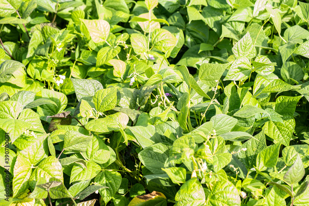 growing green beans in a permaculture garden in summer growing green beans in a permaculture garden in summer
