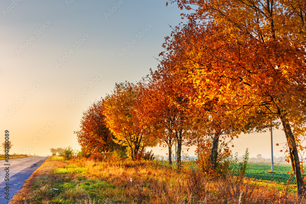 Fototapeta premium Autumn trees in good light with yellow-red leaves