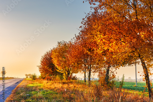 Autumn trees in good light with yellow-red leaves