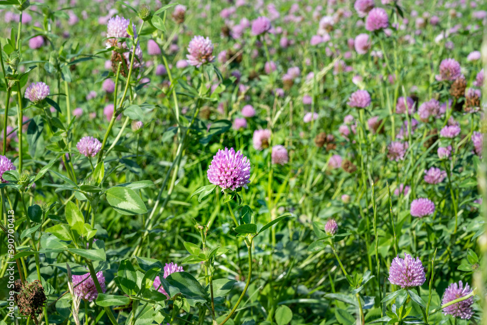 A field of pink clover flowers. Picture from Eslov, Scania county in Sweden