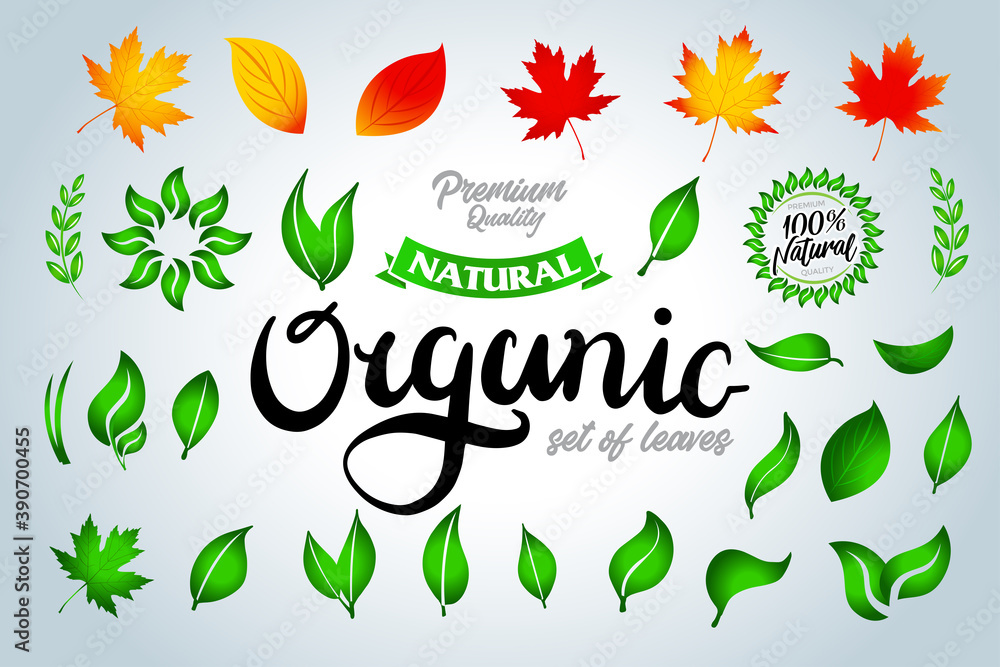 Set of colorful green and autumn leaves and organic lettering and design elements. Vector illustration. Set of colorful green and autumn leaves and organic lettering and design elements. Vector illustration.