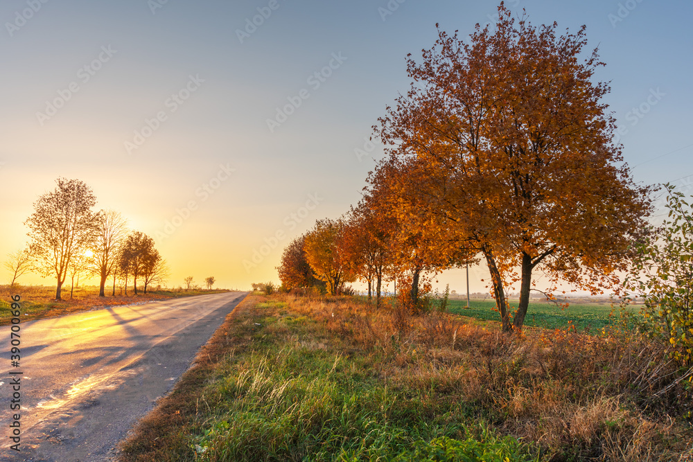 Autumn trees in good light with yellow-red leaves Autumn trees in good light with yellow-red leaves
