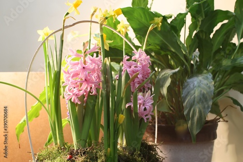 Flowers of narcissists and hyacinth in a basket with moss