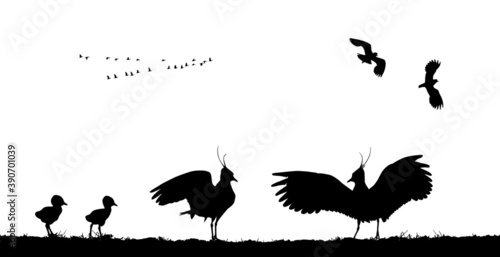 Northern lapwings family in field. Vector silhouette