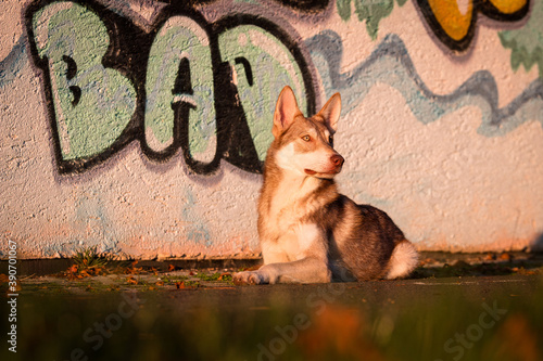 Saarlooswolfhond, Wolfhond, braun, waldbraun, Saaloos Wolfhond, wildfarben photo