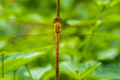 dragonfly perched on branch © lessysebastian