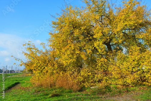 Gorgeous yellow, orange, green trees illuminated by the November sun. Fallen bright yellow leaves lie under the trees on a green autumn meadow. Uninterrupted beauty of an autumn day with beautiful lan