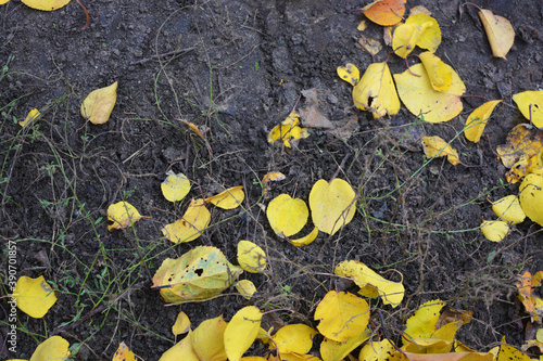 Fallen dry yellow, orange, red leaves of viburnum, peach, apple trees covered the black earth with a carpet in November.