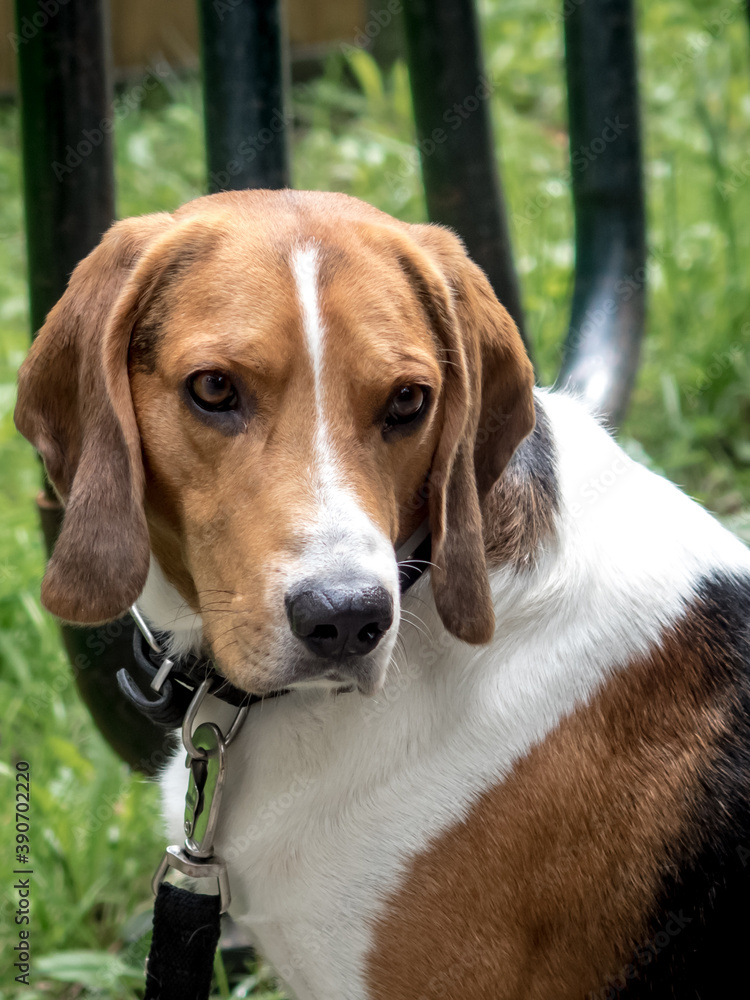 Portrait of a hunting dog breed on a background of green grass.