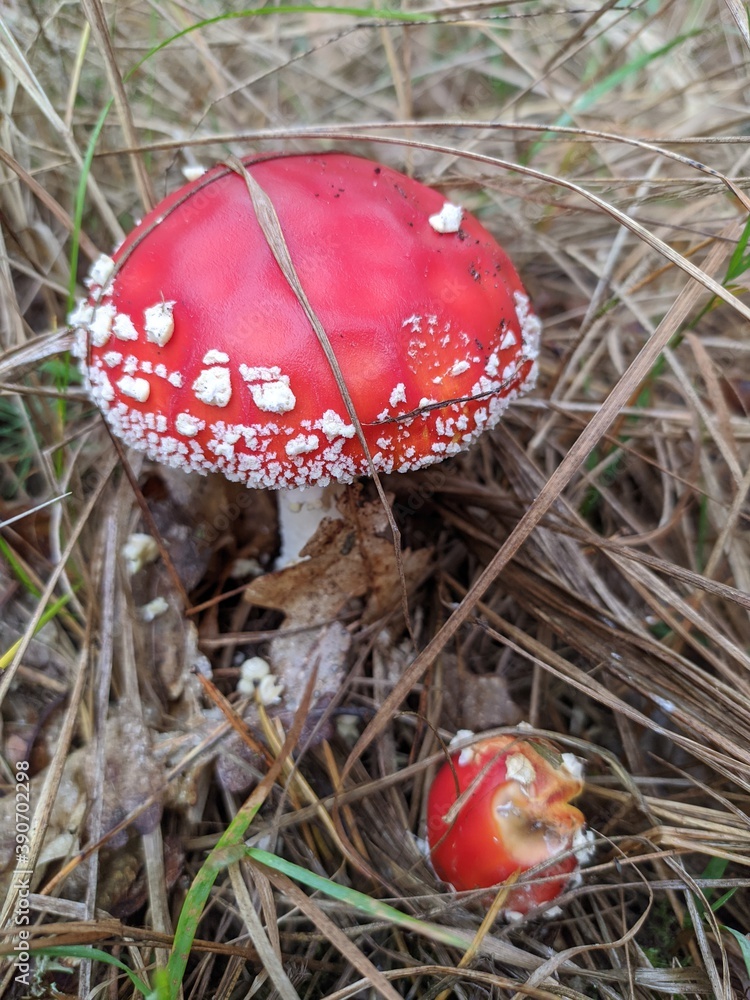fly agaric mushroom fly agaric mushroom