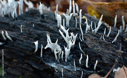 Wild mushrooms Xylaria hypoxylon grow in the forest photo