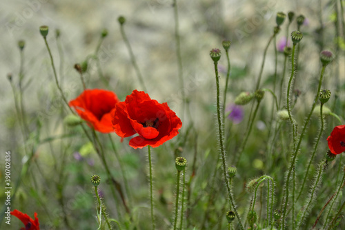 Ravda, Bulgaria. May,18,2014. Blooming scarlet poppies and burgeons in grass on blurred background.