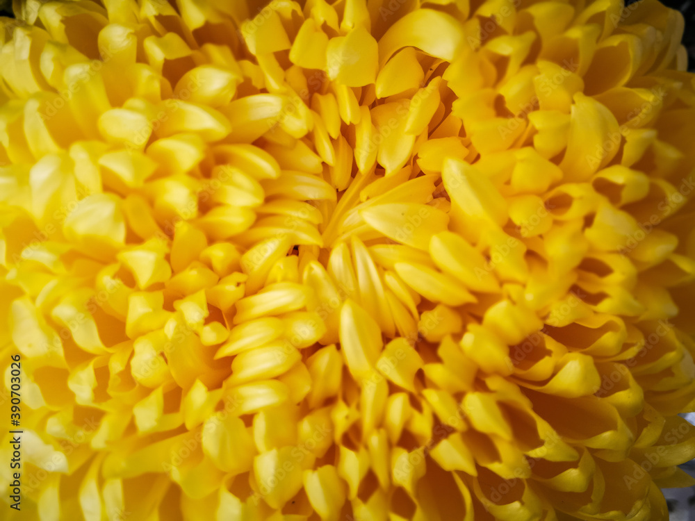 Background with yellow chrysanthemum flower Background with yellow chrysanthemum flower