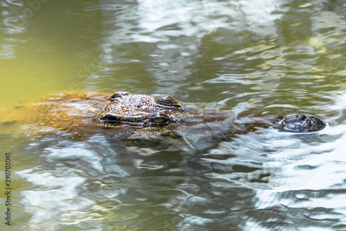 the crocodile in the river
