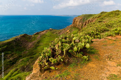 Bushes edible cactus prickly pear ficus indica in the foreground of the coast landscape from a high cliff in Chimei, Penghu, Taiwan photo