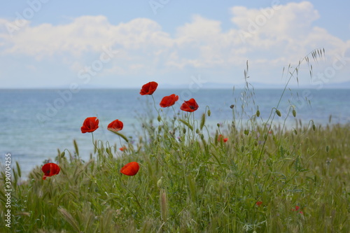 Ravda, Bulgaria. May,18,2014. Blooming scarlet poppies and burgeons in grass on seascape background. photo