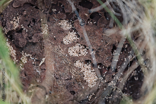 Vászonkép Inside an ant colony. Lots of ant eggs.