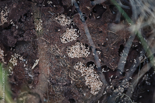 Fényképezés Inside an ant colony. Lots of ant eggs.