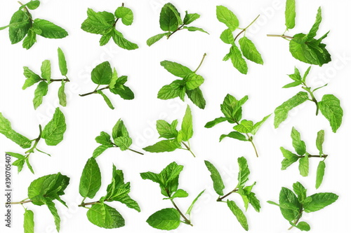 fresh green mint or mentha piperita leaves isolated in white background  for food health related concept