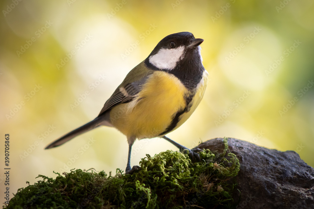 Obraz premium A great tit is perched on the rocks attentive to everything that happens around it. These birds are not very trusting.
