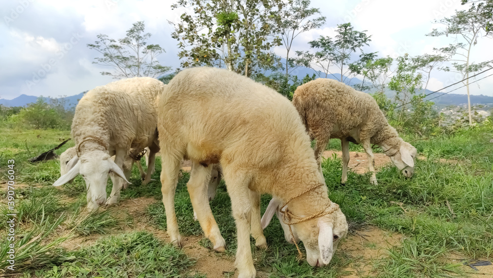 Fototapeta premium Herd of Sheep Eating Grass in The Meadow. Central Java Indonesia.