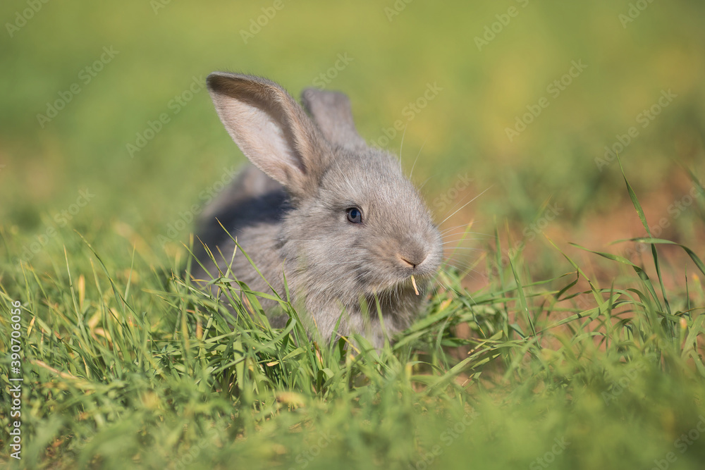 Fototapeta premium Young fluffy rabbit in the field