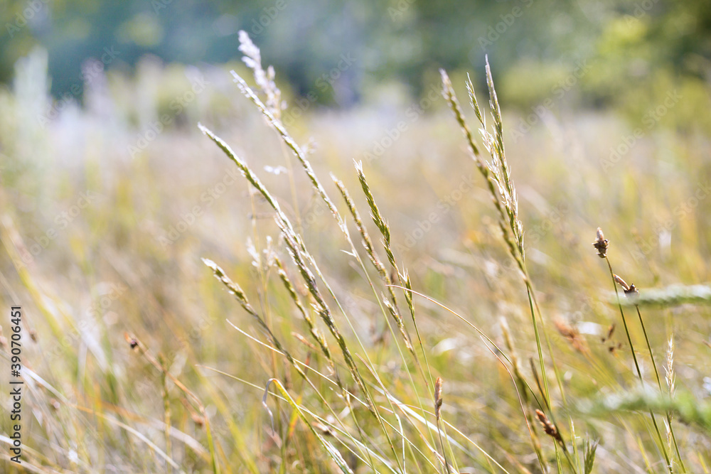 Fototapeta premium Blades of grass on the background of meadows illuminated by daylight
