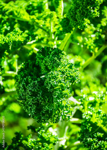 Kale plant growing in the garden. photo