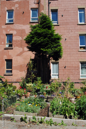 Isolated Tree in Public Garden with Background Residential Building 