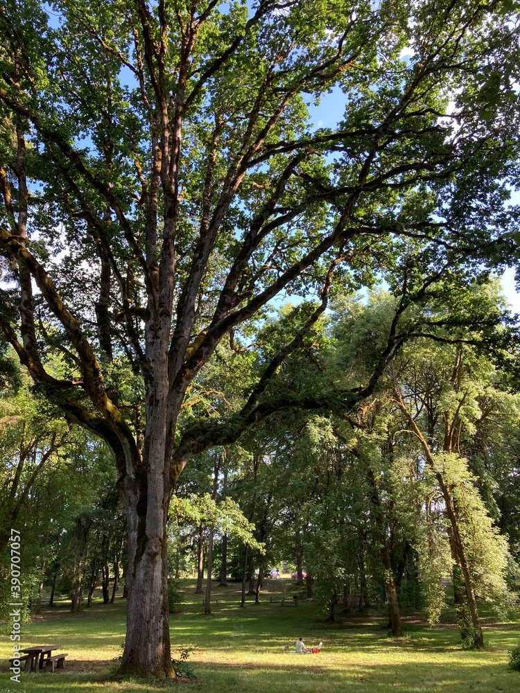 Fototapeta premium trees in the park