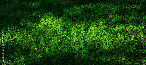 Wide background green grass in the garden. Copy space.