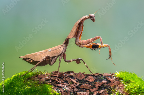 Tableau sur toile close up of praying mantis