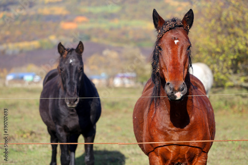 Photos of beautiful horses on an autumn day