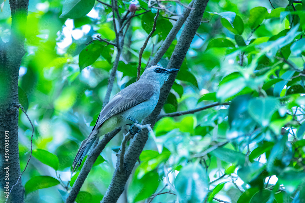 The pink-necked green pigeon (Treron vernans) is a species of bird of the pigeon and dove family The pink-necked green pigeon (Treron vernans) is a species of bird of the pigeon and dove family