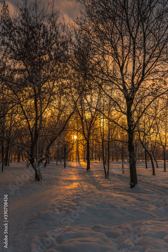 sunset in the park © Evgenii Ryzhenkov