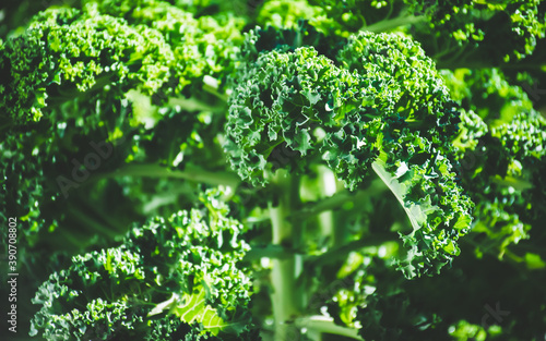 Image of growing kale plant. photo