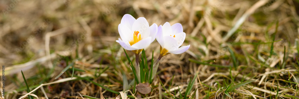 flowers crocuses in full blossom, white lilac color, grow on the withered grass. the first spring flowers in nature outdoor. banner flowers crocuses in full blossom, white lilac color, grow on the withered grass. the first spring flowers in nature outdoor. banner