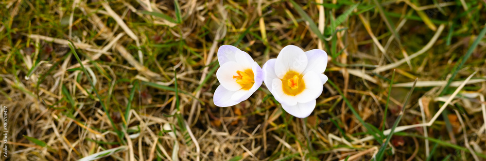 flowers crocuses in full blossom, white lilac color, grow on the withered grass. the first spring flowers in nature outdoor. top view. banner flowers crocuses in full blossom, white lilac color, grow on the withered grass. the first spring flowers in nature outdoor. top view. banner