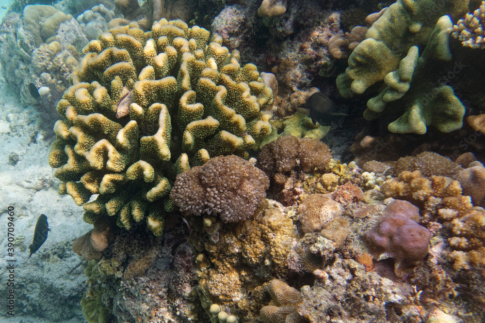 Coral reef scenery at Bunaken Island, Sulawesi, Indonesia Coral reef scenery at Bunaken Island, Sulawesi, Indonesia