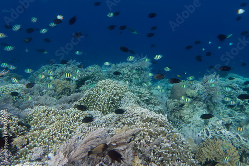 Coral reef scenery at Bunaken Island  Sulawesi  Indonesia