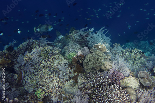 Coral reef scenery at Bunaken Island, Sulawesi, Indonesia
