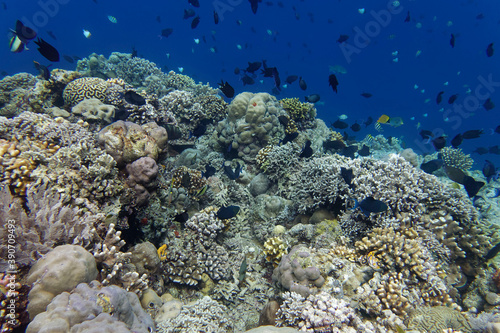 Coral reef scenery at Bunaken Island  Sulawesi  Indonesia